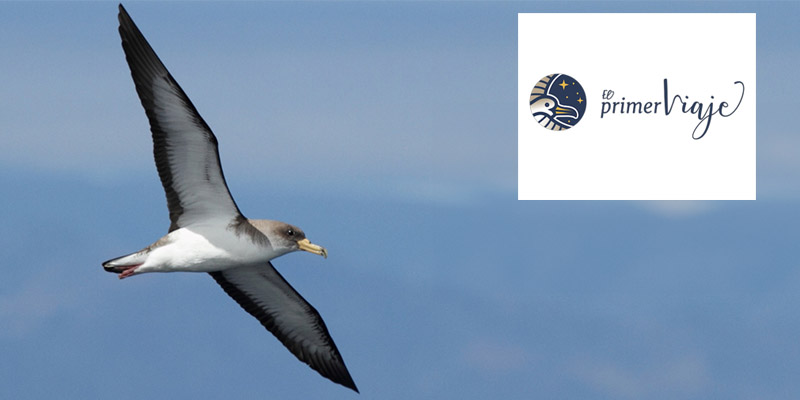 Protegiendo El Primer Viaje de la pardela cenicienta. 30/10/2024. Actividad on-line. Iniciativa «El primer viaje»