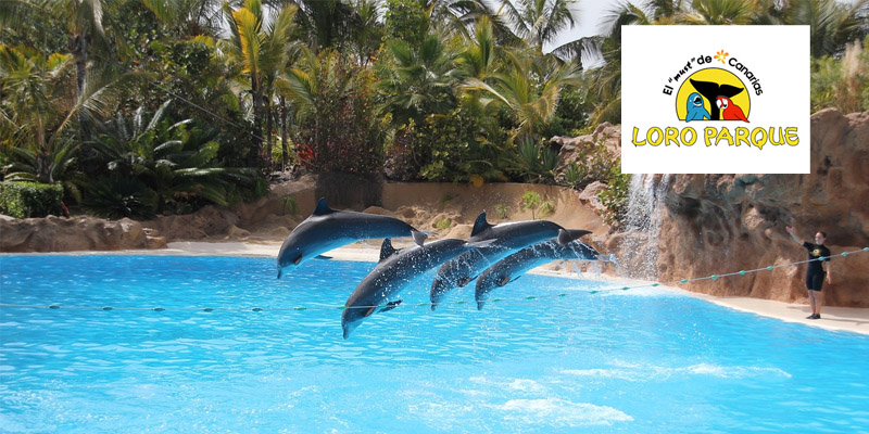 Jornada ambiental de voluntariado corporativo para la reforestación. 18/11/2024. Jornada. Loro Parque, S.A.