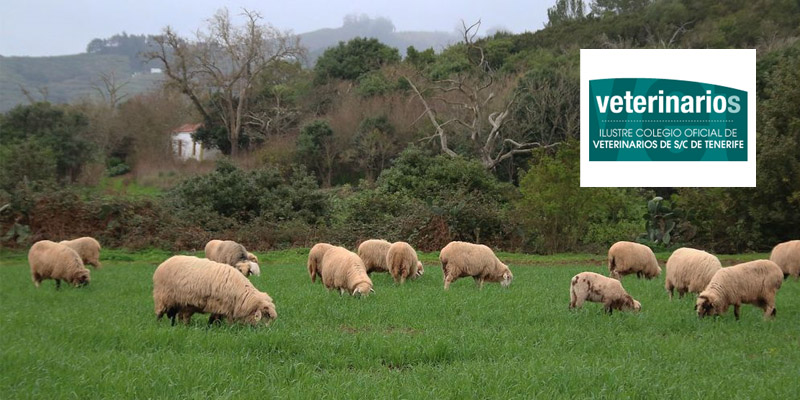 La tenencia responsable de animales y el bienestar animal. 02/12/2024. Webinar. Ilustre Colegio Oficial de Veterinarios de S/C de Tenerife